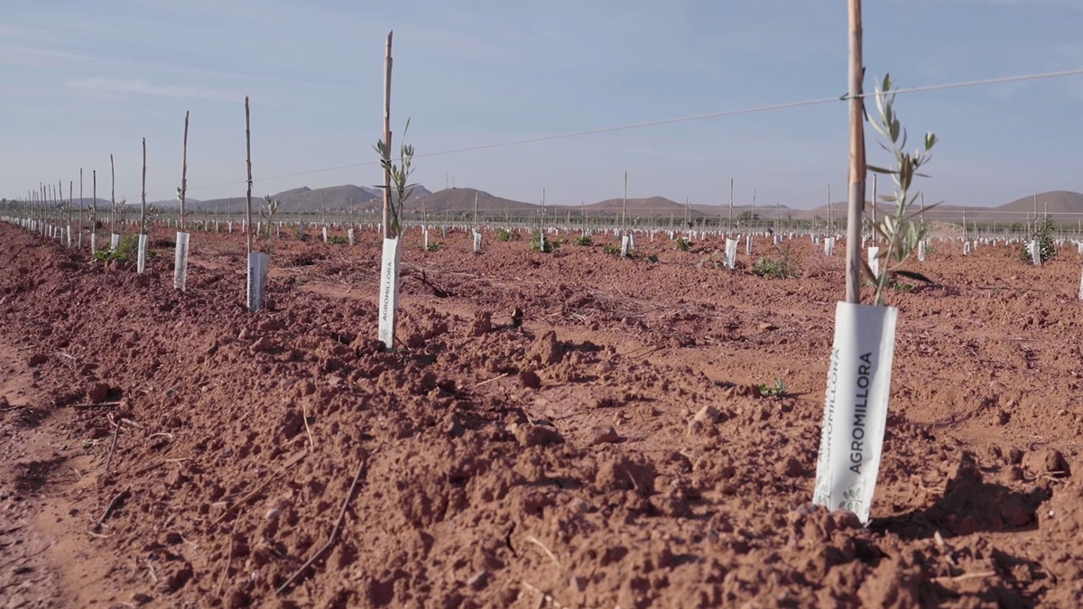 Agromillora JPEG.jpg